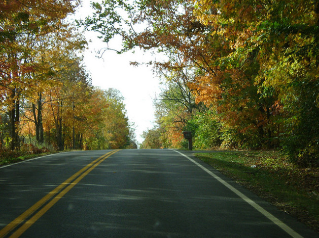 Tree-lined road in fall/autumn