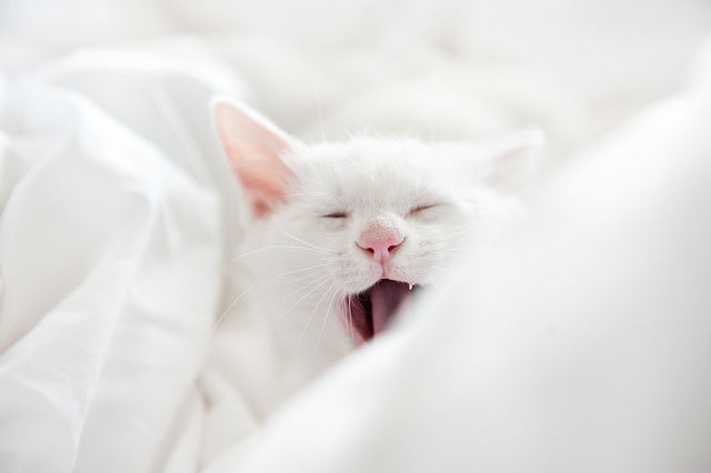 white cat yawning in white sheets