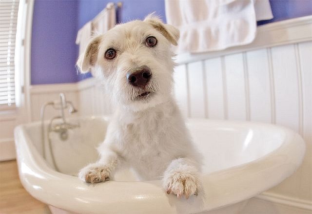 White dog in sink