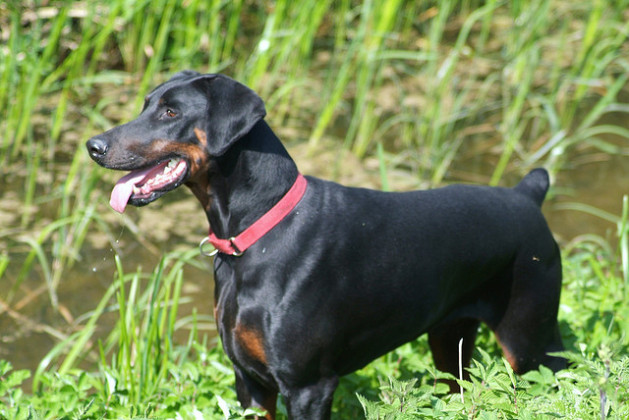 Doberman Pinscher