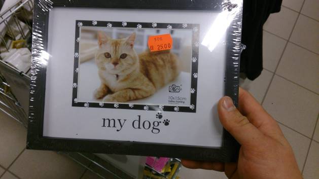 Cat picture in dog photo frame