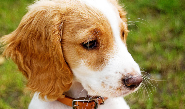 Cocker Spaniel