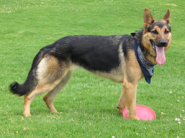 German Shepherd