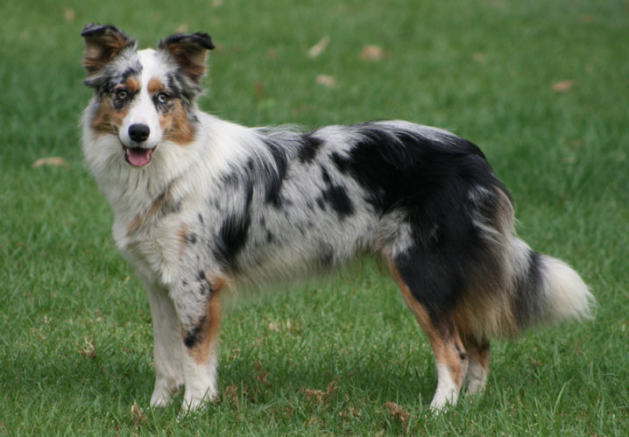 Border Collie