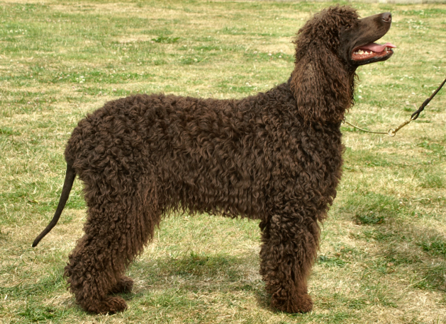 Irish Water Spaniel