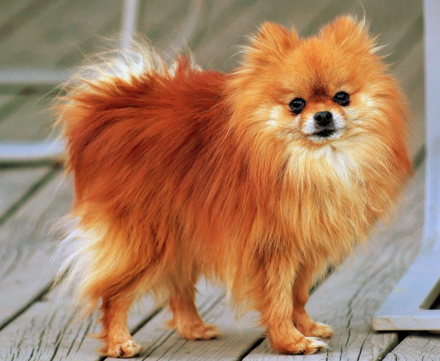 Pomeranian