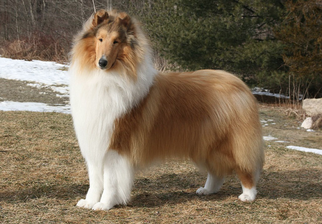 Collie