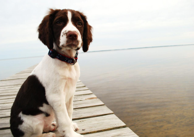 English Springer Spaniel