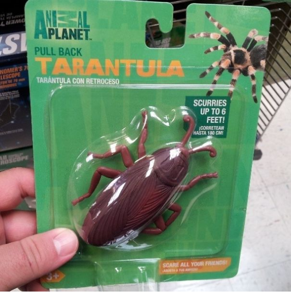 Tarantula moonlighting as a cockroach