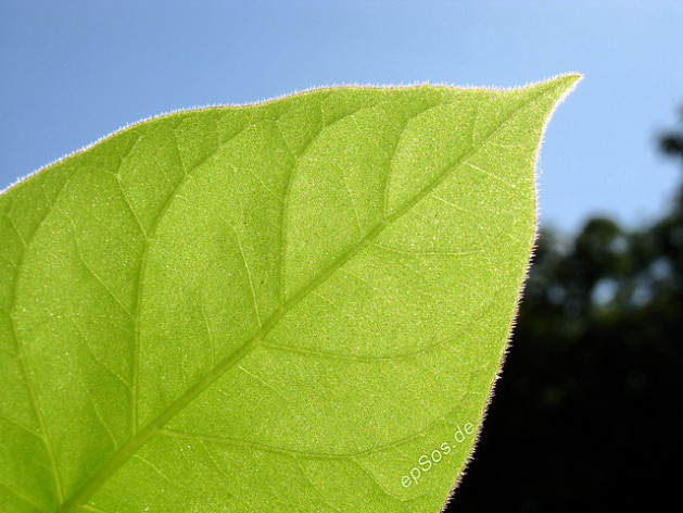 Green Leaf of a Bio Plant in Nature