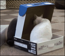 cat trapping other cat inside a box gif