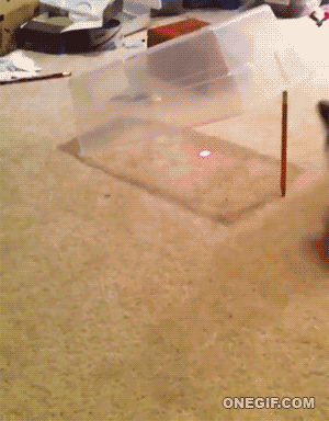 cat getting trapped gif