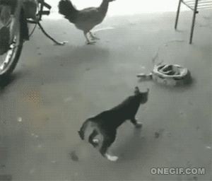 cat getting scared gif