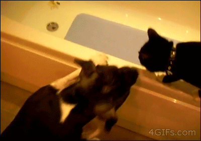 dog pushes cat into bath gif