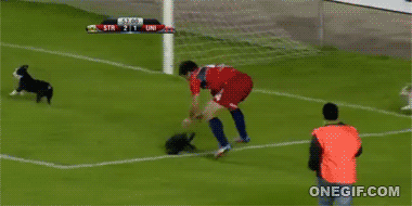 fútbol player versus dog gif