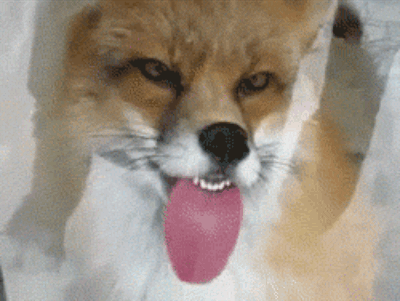 fox licking glass gif
