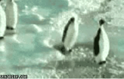 penguin smacking another penguin gif