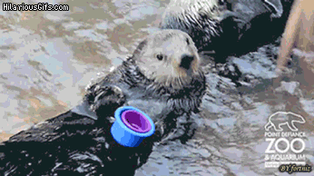 otter playing in water gif