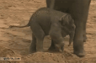 baby elephant being kicked gif