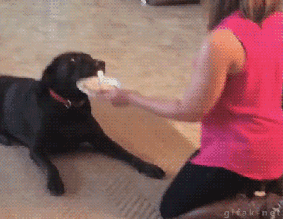 dog smacking plate out of person's hand gif