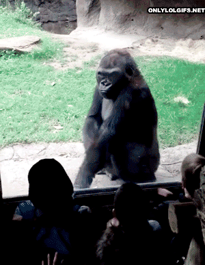 gorilla scaring kids gif