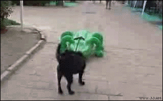 dog pulling inflatable alligator gif