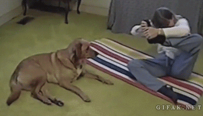 dog putting its leg behind its head gif