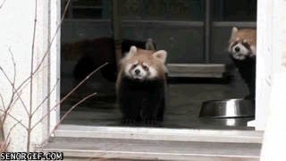 animal being scared by human gif