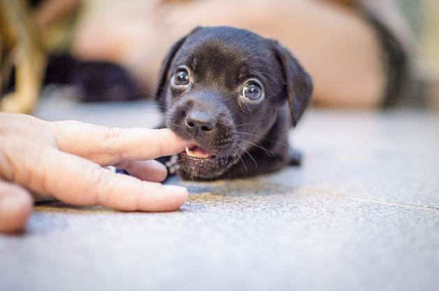 black puppy chewing on finger