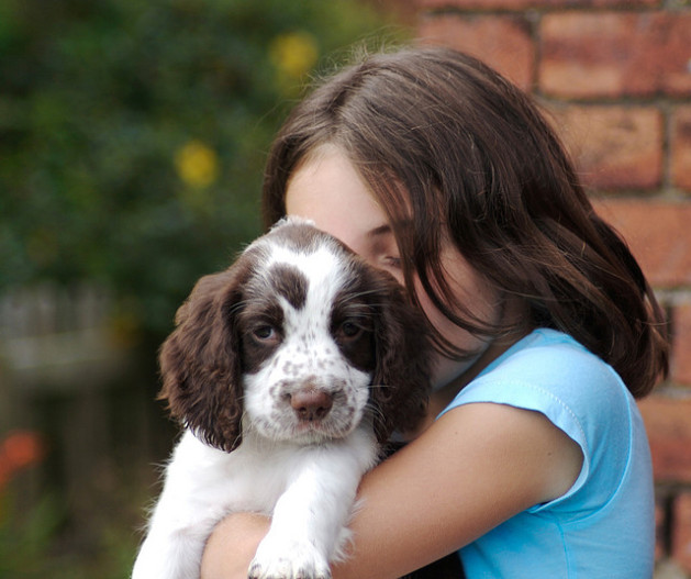 spaniel puppy being held by girl