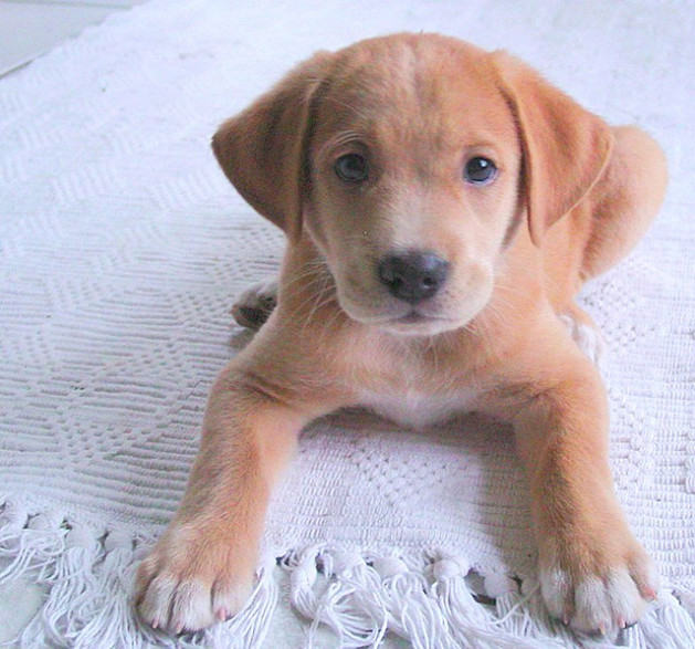 tan and white puppy on white rug