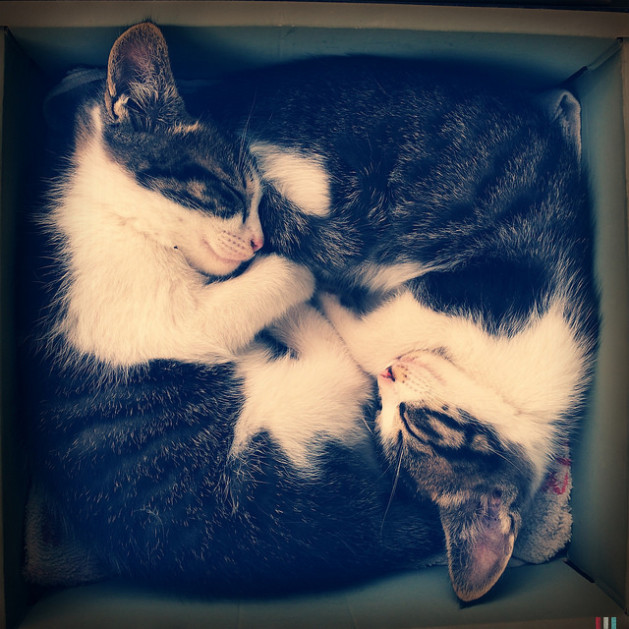 sleeping  kittens