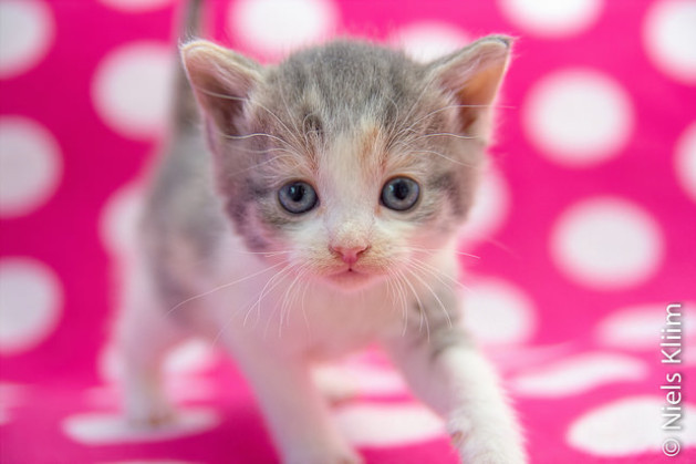 Kitten on a polka dotted blanket
