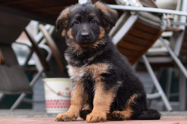 german Shepard puppy