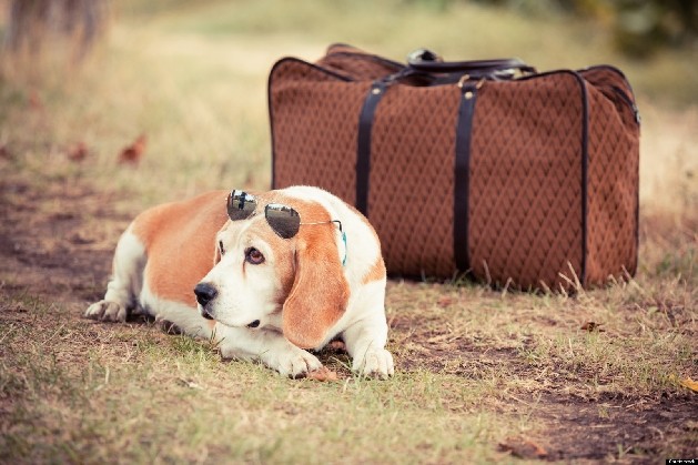 beagle with sunglass on sitting in grass next to a bag