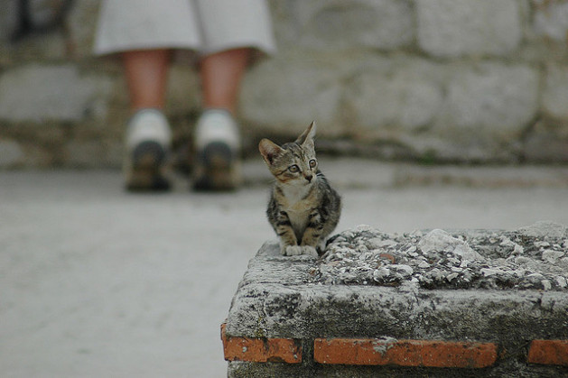 Kitten in Split, Croatia