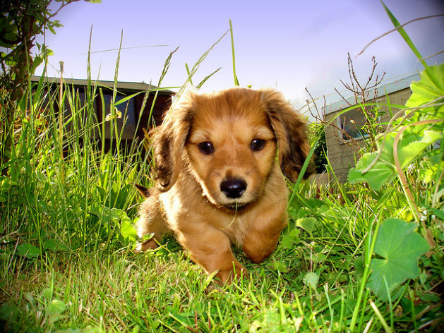 tan puppy crawling through grass
