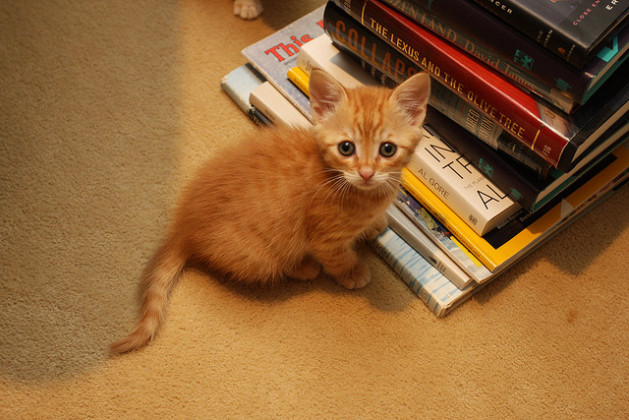 A Kitten and a Scholar