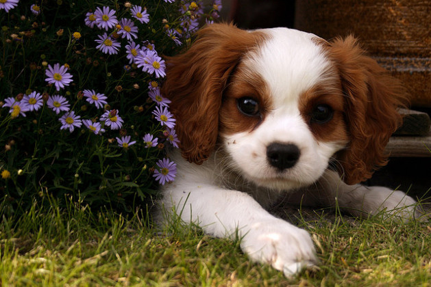 king charles spaniel puppy hiding behind flowers