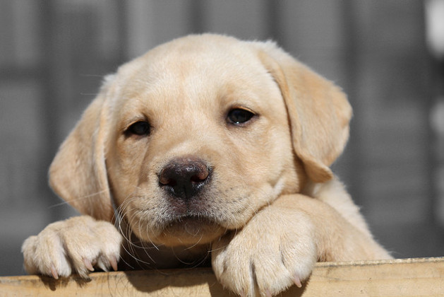 yellow lab puppy looking over a piece of wood