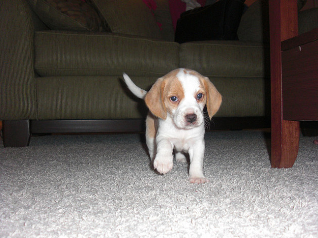 Beagle Puppy walking on carpet