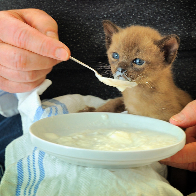 Kitten being spoon fed