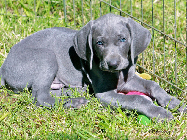 weimaraner puppy in grass with blue eyes