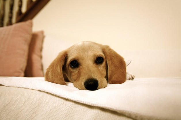 dachshund puppy on sofa