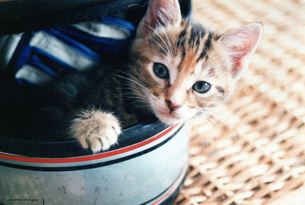 Kitten in a helmet