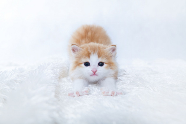 Kitten on white blanket