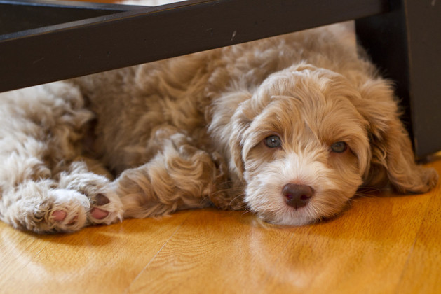puppy on hardwood floors