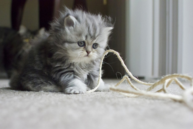 Kitten Holding String
