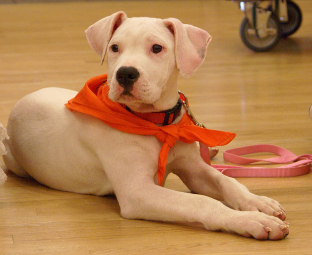 Pit Bull Puppy with orange bandana