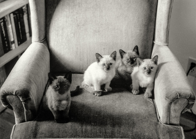 kittens on chair